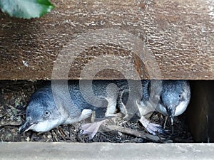 Little blue penguins in their nesting box