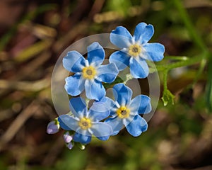 Little blue summer flowers Forget me not Myosotis scorpioides