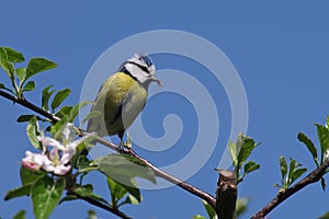 Spring, blue tit and blue sky photo