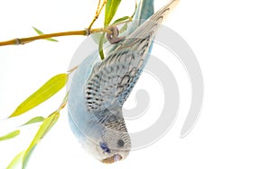 little blue wavy parrot on white background