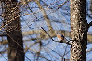 Little bluebird perched in a tree
