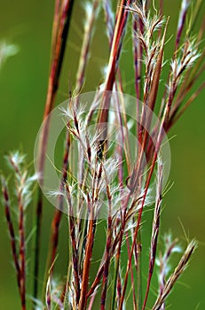 Little Bluestem  41342