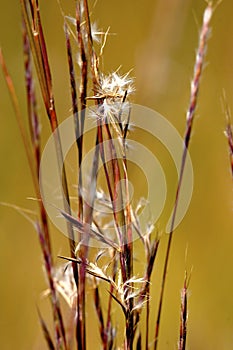 Little Bluestem    605268