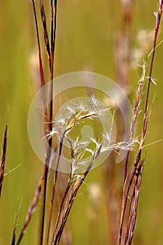 Little Bluestem    605270