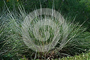 Little bluestem on a bright sunny day.