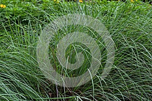 Little bluestem after the rain