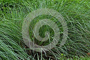 Little bluestem after the rain photo