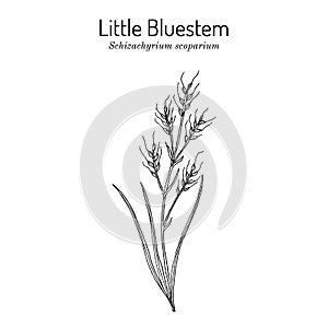 Little bluestem Schizachyrium scoparium , state grass of of Nebraska and Kansas