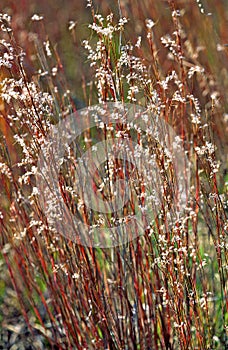 Little Bluestem   34375 photo