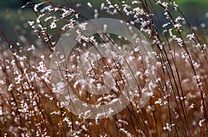 Little Bluestem   41782