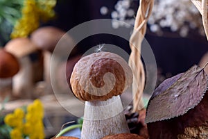 Little boletus edulis with a fuzz