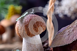 Little boletus edulis with a leaf and fuzz