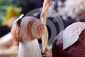 Little boletus edulis with a leaf and fuzz