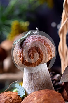 Little boletus edulis with a leaf and fuzz