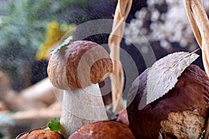 Little boletus edulis with a leaf on its cap in the rain