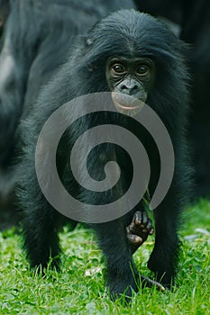 Little Bonobo monkey photo