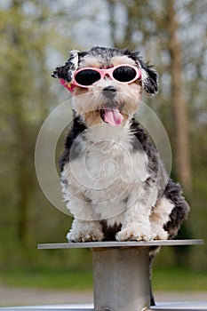 Little boomer dog wearing sunglasses