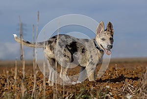 Little Border Collie Blue Merle puppy