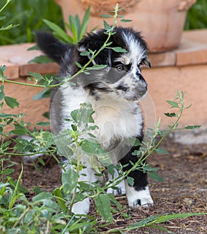 Little Border Collie Blue Merle puppy