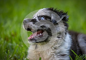 Little Border Collie Blue Merle puppy photo