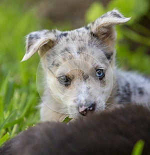 Little Border Collie Blue Merle puppy photo