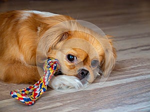 Little bored dog with a leash is lying on the floor at home.