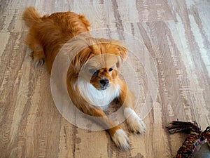 Little bored dog with a leash is lying on the floor at home.