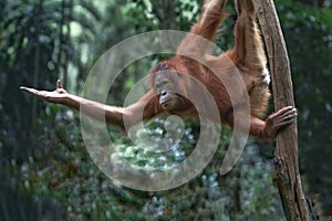 A little Bornean orangutan stretches out its arms forward