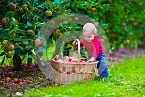 Little boy with apple basket on a farm