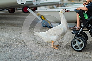 A little boy in a baby stroller feeding a goose with bread at dusk in the port