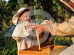 Little boy beekeeper works on an apiary at hive