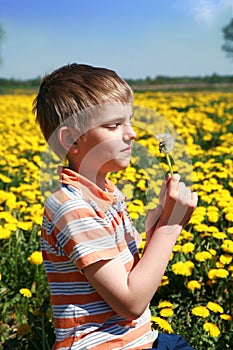 Little boy is blowing dandelion.