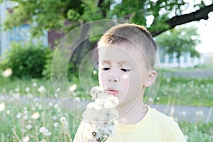 Little boy blowing dandelion flower at summer. Happy smiling child enjoying nature in park