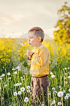 Little boy blowing on dandelions in spring near yellow rapeseed field, warm evening light