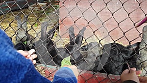 Little boy in blue shirt feeds cute grey and black rabbits in cage green grass