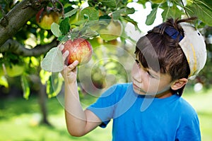 Little boy in cap picking apples