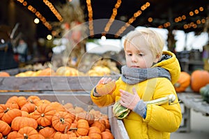 Little boy choose right pumpkin on a farm at autumn. Preschooler child hold a orange pumpkin