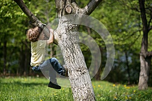 Little boy climbing tree