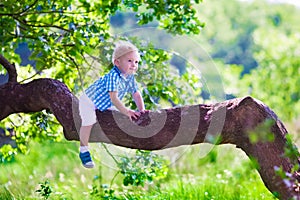Little boy climbing a tree