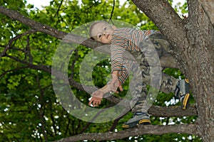 Little boy climbing in a tree