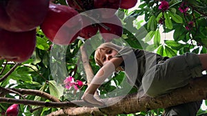 A little boy climbs up the tropical tree full of fruits. Shot on a phone