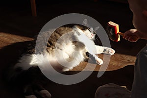 A little boy is combing a cat with a special scab. Norwegian Forest Cat enjoying the sun