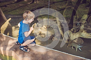 Little boy, cute toddler kid watching meerkats in the zoo. Child looking at animals in safari park