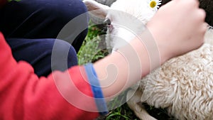 Little boy decorates a lamb with a flower, child plays with a sheep farm close-up