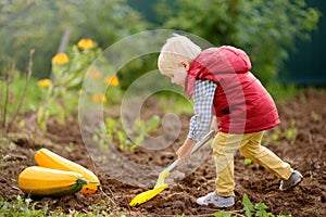 Little boy digs shoveling beds in backyard after harvest. Nearby are collected zucchini