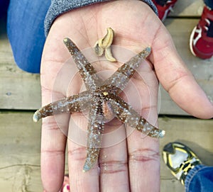 Little boy discovering starfish Deep Bay, BC