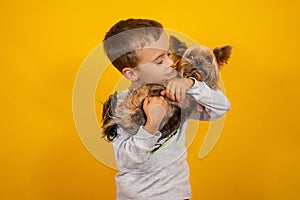 Little boy with dog Yorkshire terrier on a yellow background