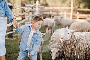 a little boy on a farm with sheep and holding his mother's hand