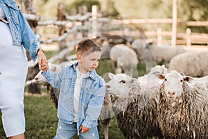 a little boy on a farm with sheep and holding his mother's hand