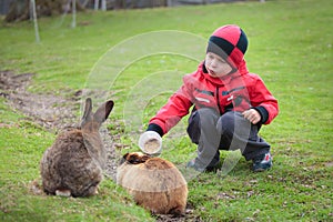 Pequeno chico alimentación conejo 